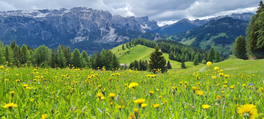 Löwenzahnwiese in Alta Badia im Frühsommer, dahinter die Dolomiten