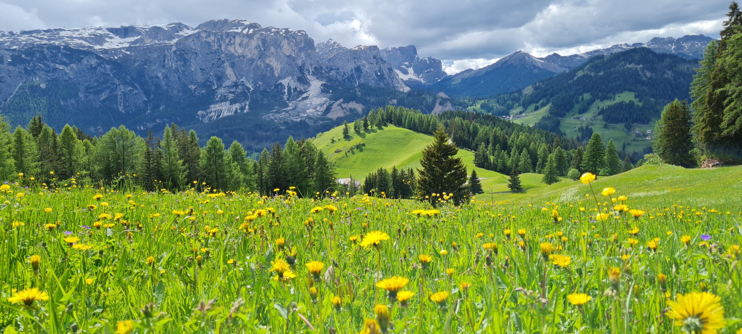 Löwenzahnwiese in Alta Badia im Frühsommer, dahinter die Dolomiten